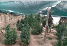 FELCN encuentra e incinera 63 viveros con 14,5 toneladas de marihuana cerca de Llallagua Uno de los viveros encontrados en Lagunillas. Foto: Ministerio de Gobierno