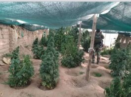 Uno de los viveros encontrados en Lagunillas. Foto: Ministerio de Gobierno