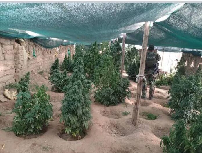 Uno de los viveros encontrados en Lagunillas. Foto: Ministerio de Gobierno Uno de los viveros encontrados en Lagunillas. Foto: Ministerio de Gobierno